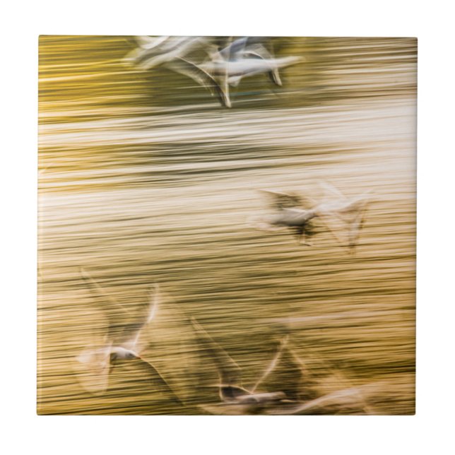 Azulejo De Cerâmica Agulhas voadoras - abstrato (Frente)