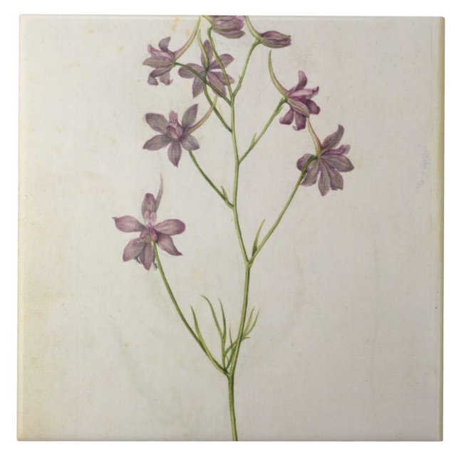 Azulejo De Cerâmica Ajacis do Delphinium, c.1568 (Frente)