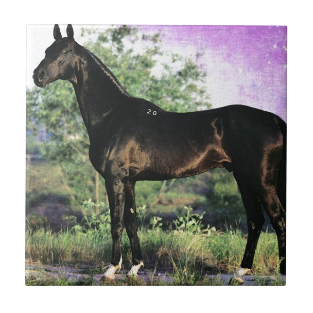Azulejo De Cerâmica Akhal-teke stallion (Frente)