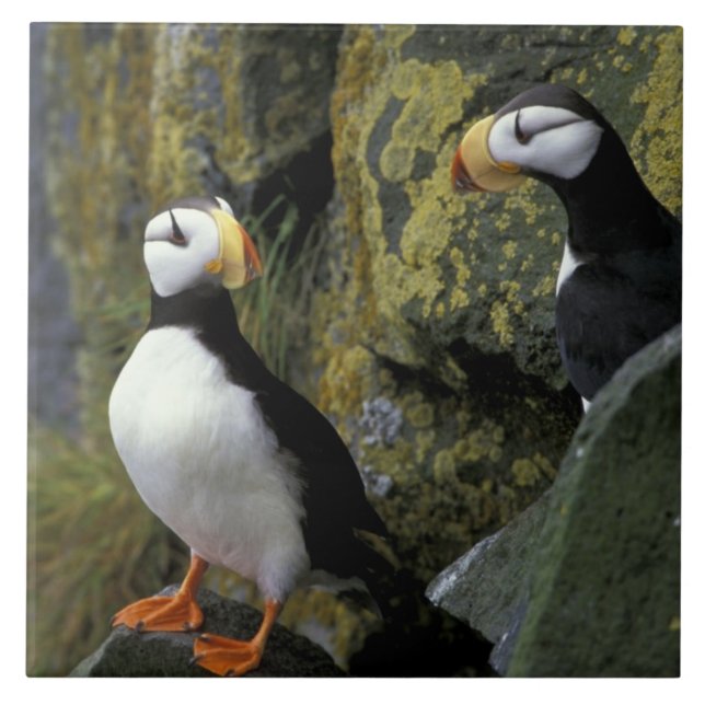 Azulejo De Cerâmica Alasca, Rua. Ilha Paul, os Pribilofs, chifres (Frente)