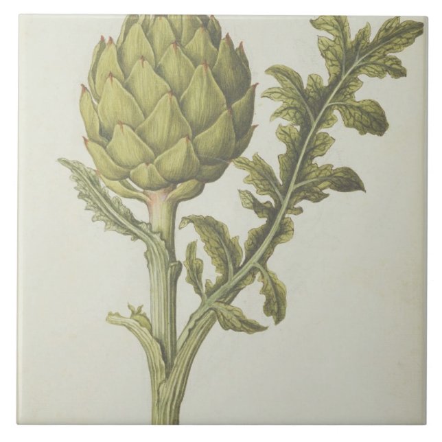 Azulejo De Cerâmica Alcachofra: Scolymus do Cynara, c.1568 (Frente)