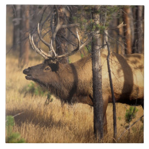 Azulejo De Cerâmica alce, Cervus elaphus, touro toca corneta em uma ár