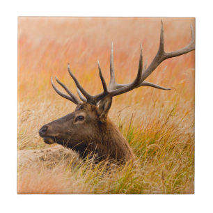 Azulejo De Cerâmica Alce (Cervus Elephus) Descansando na Grama da Prad