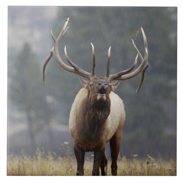 Azulejo De Cerâmica Alce macho bugling, Parque Nacional de Yellowstone (Frente)