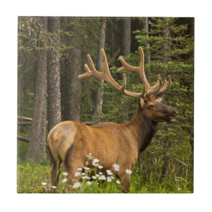 Azulejo De Cerâmica Alce macho em veludo, Canadá