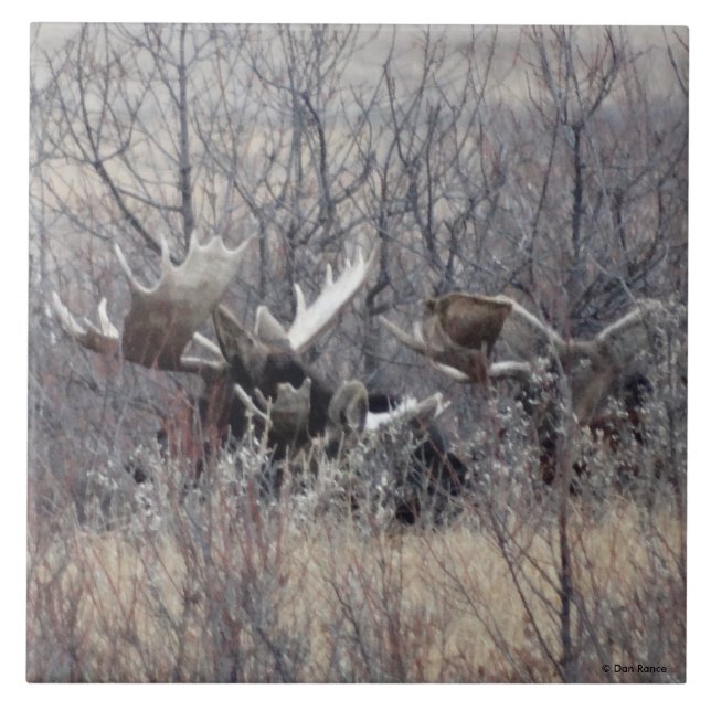 Azulejo De Cerâmica Alce Macho M9 Deitado (Frente)