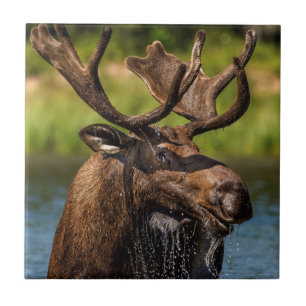 Azulejo De Cerâmica Alce macho se alimentando no Parque Nacional Glaci