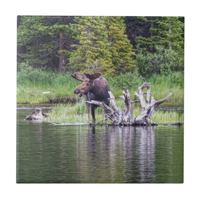 Azulejo De Cerâmica Alces fracos (Frente)