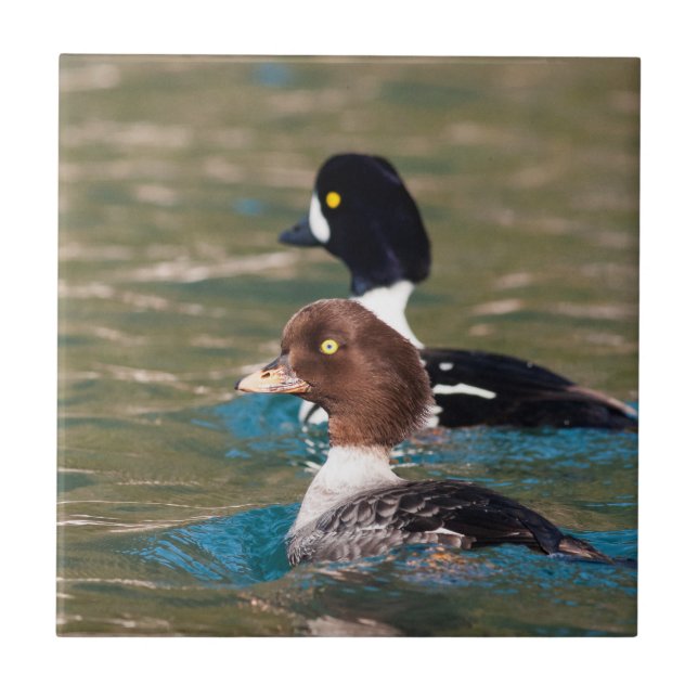 Azulejo De Cerâmica Alerta Goldeneye (Frente)