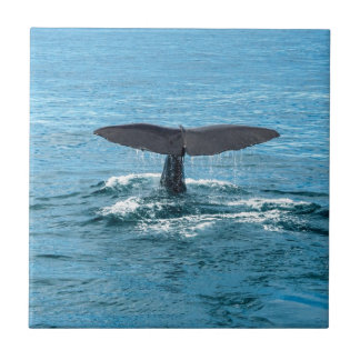 Azulejo De Cerâmica Aleta da baleia