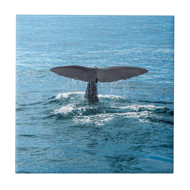Azulejo De Cerâmica Aleta da baleia (Frente)