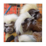 AZULEJO DE CERÂMICA  ALGODÃO - MACACOS DE TAMARINA SUPERIOR<br><div class="desc">Um design fotográfico de macacos bonitinhos de sagui de algodão.</div>