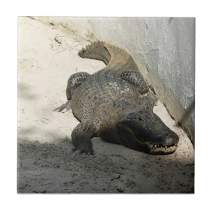 Azulejo De Cerâmica Alligator, Fort Lauderdale, Flórida