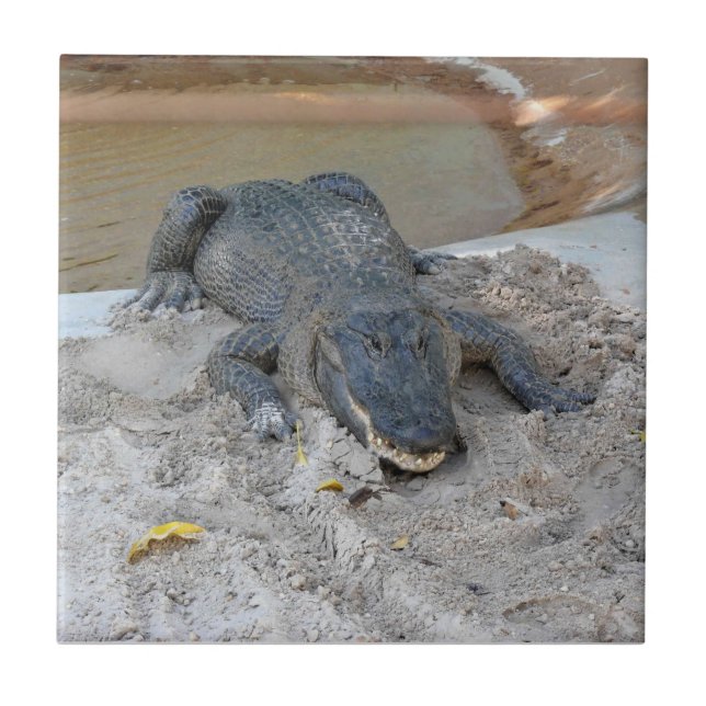Azulejo De Cerâmica Alligator, Fort Lauderdale, Florida (Frente)