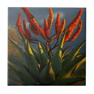 Azulejo De Cerâmica Aloe da Montanha (Aloe Marlothii Berger)