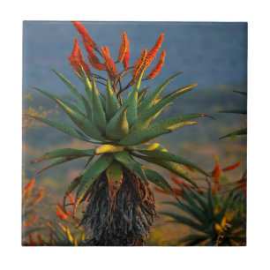 Azulejo De Cerâmica Aloe Montanha (Aloe Marlothii Berger) 2