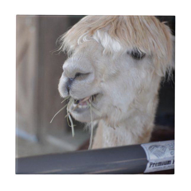 Azulejo De Cerâmica Alpaca, Branco (Frente)