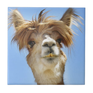 Azulejo De Cerâmica Alpaca louca do cabelo