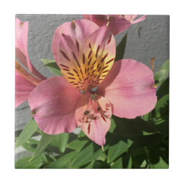 Azulejo De Cerâmica Alstroemeria