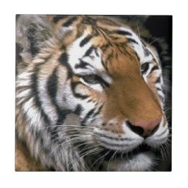 Azulejo De Cerâmica Amantes de Tigres Siberianos Arte