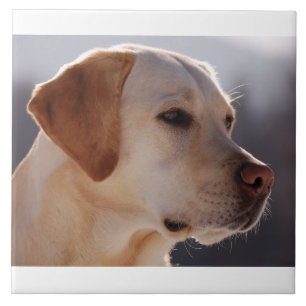Azulejo De Cerâmica amarelo 3 Labrador_Retriever.png