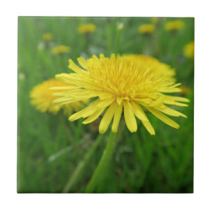 Azulejo De Cerâmica amarelo, botão, planta, dandelion, prado,