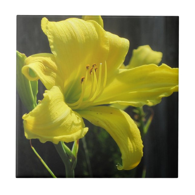 Azulejo De Cerâmica Amarelo Daylily (Frente)