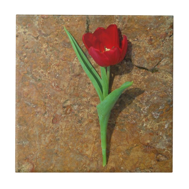 Azulejo De Cerâmica amarelo e Red Tulip (Frente)