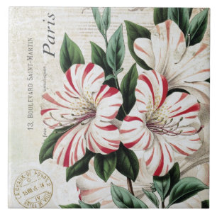 Azulejo De Cerâmica amarylis franceses do Natal do vintage moderno