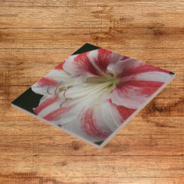 Azulejo De Cerâmica Amaryllis Floral, com risca vermelha e branca