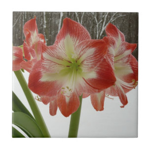 Azulejo De Cerâmica Amaryllis no Feriado Vermelho de Neve Floral de in