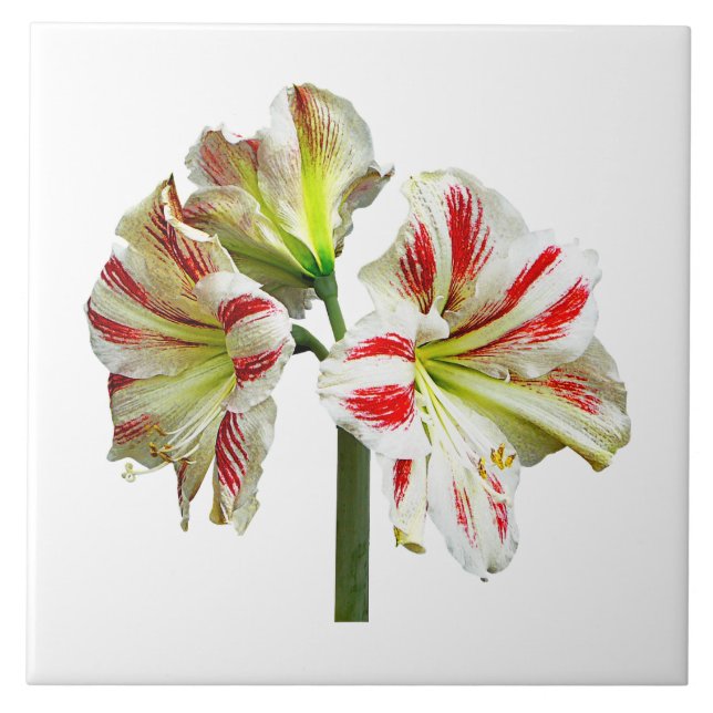 Azulejo De Cerâmica Amaryllis Sydney (Frente)