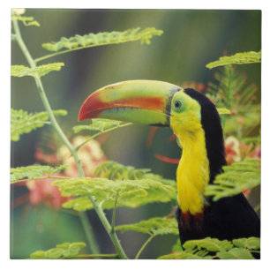 Azulejo De Cerâmica América Central, Honduras. Tucano-bico-de-querer