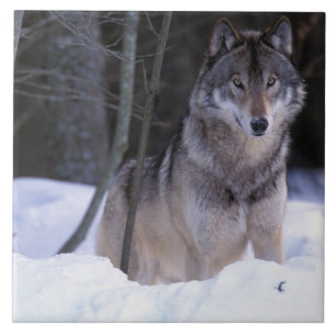 Azulejo De Cerâmica América do Norte, Canadá, Canadá Oriental, Lobo ci