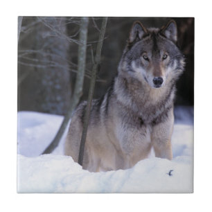 Azulejo De Cerâmica América do Norte, Canadá, Canadá Oriental, Lobo ci