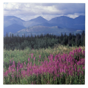Azulejo De Cerâmica América do Norte, Canadá, Yukon. Flora de fogo flo