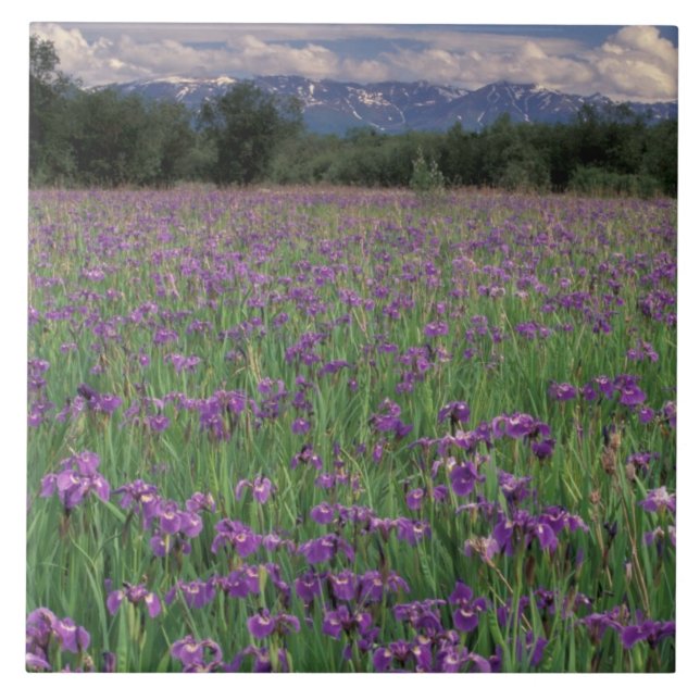 Azulejo De Cerâmica América do Norte, EUA, Alaska, Anchorage, Eklutna (Frente)