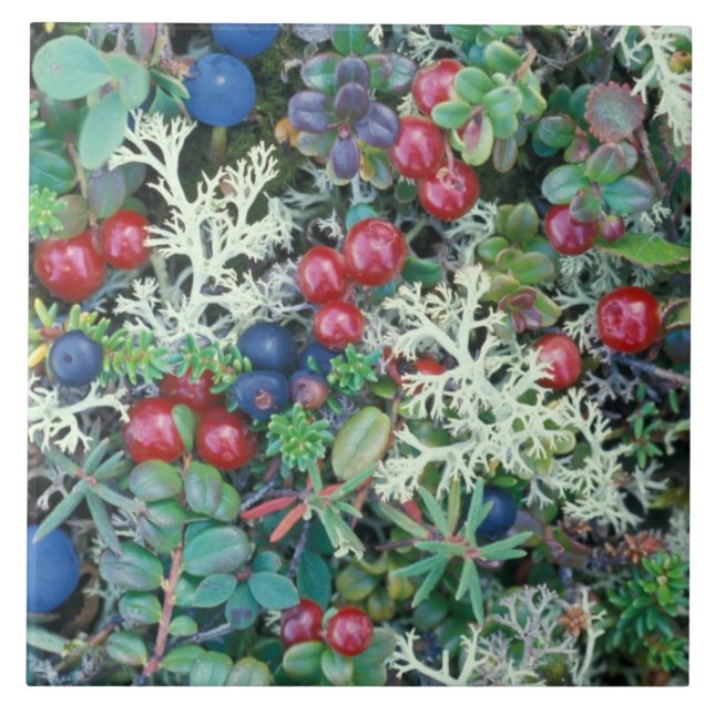Azulejo De Cerâmica América do Norte, EUA, Alaska, Landscape, berries (Frente)