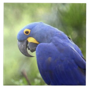 Azulejo De Cerâmica América do Sul, Brasil, Pantanal