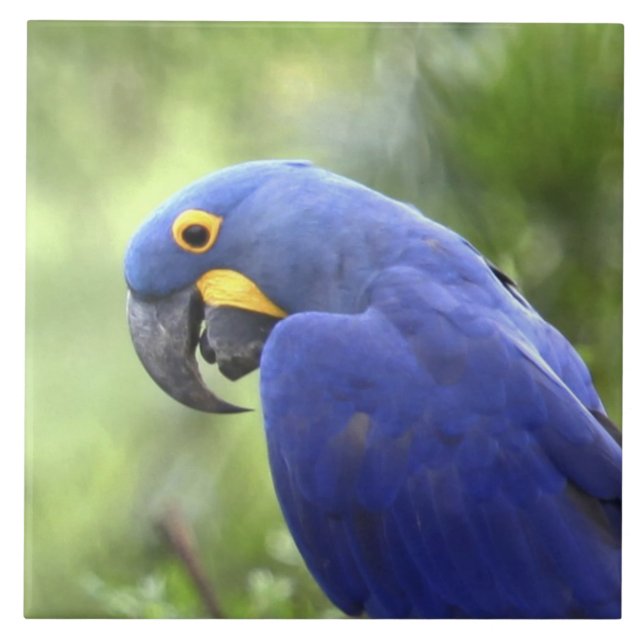 Azulejo De Cerâmica América do Sul, Brasil, Pantanal (Frente)