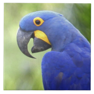 Azulejo De Cerâmica América do Sul, Brasil, Pantanal