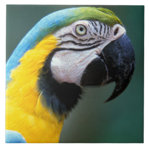 Azulejo De Cerâmica América do Sul, Brasil, Parque Nacional do Iguaçu,