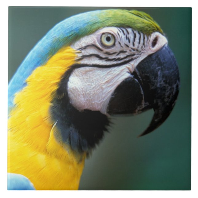 Azulejo De Cerâmica América do Sul, Brasil, Parque Nacional Iguacu, (Frente)