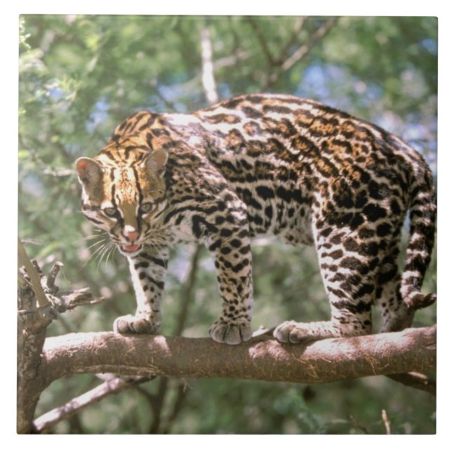 Azulejo De Cerâmica América do Sul, Equador, Amazônia. Ocelot (Frente)