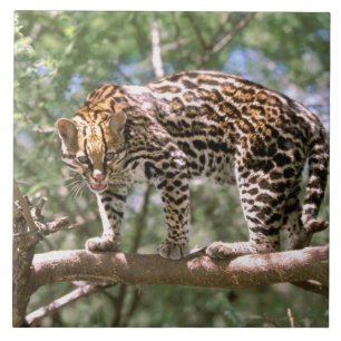 Azulejo De Cerâmica América do Sul, Equador, Amazônia. Ocelote