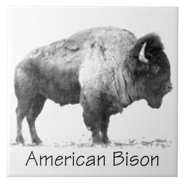 Azulejo De Cerâmica American Bison (Frente)
