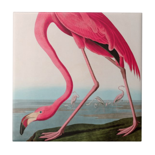 Azulejo De Cerâmica American Flamingo Birds of America Audubon Impress (Frente)