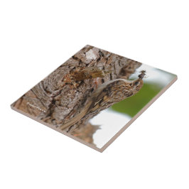 Azulejo De Cerâmica American Treecreeper com Inseto