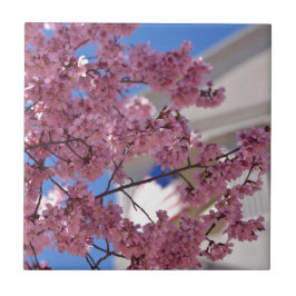 Azulejo De Cerâmica Americana Sakura Cherry Blossoms