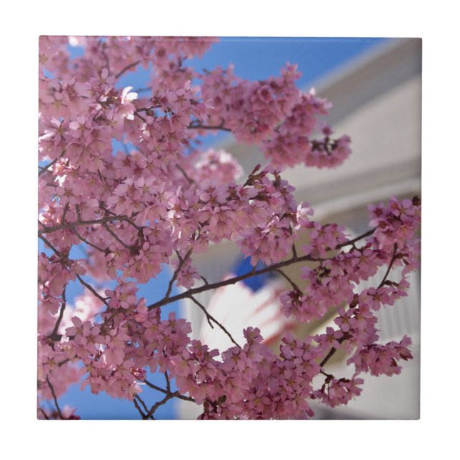 Azulejo De Cerâmica Americana Sakura Cherry Blossoms (Frente)